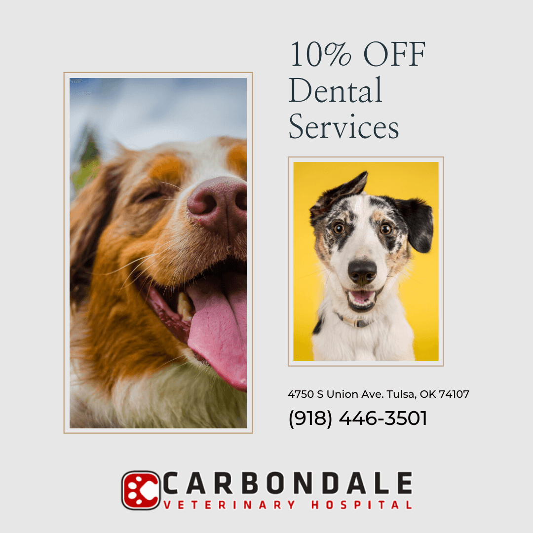 Veterinarian in Tulsa, OK Carbondale Veterinary Hospital